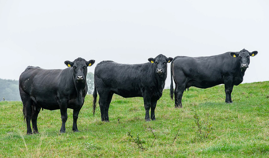 a group of black cows in a field